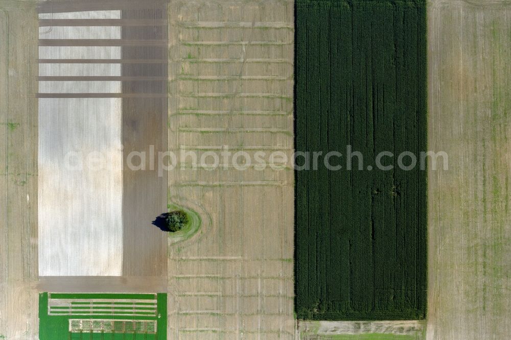 Vertical aerial photograph Insel Poel - Vertical aerial view from the satellite perspective of the island of trees in a worked and plowed up field in island Insel Poel in the state Mecklenburg - Western Pomerania, Germany