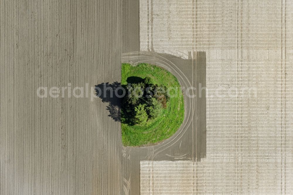 Vertical aerial photograph Insel Poel - Vertical aerial view from the satellite perspective of the island of trees in a worked and plowed up field in island Insel Poel in the state Mecklenburg - Western Pomerania, Germany