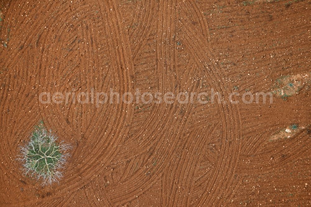 Vertical aerial photograph Santanyí - Vertical aerial view from the satellite perspective of the Rows of trees of fruit cultivation plantation in a field north of SantanyA? in Balearic Islands, Spain