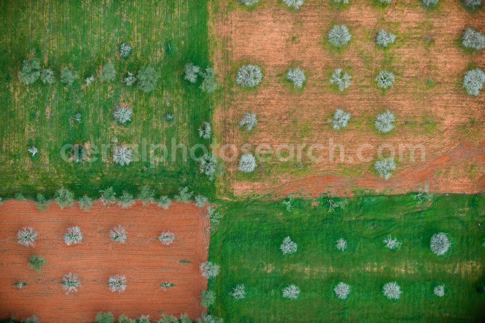 Vertical aerial photograph Santanyí - Vertical aerial view from the satellite perspective of the Rows of trees of fruit cultivation plantation in a field north of SantanyA? in Balearic Islands, Spain