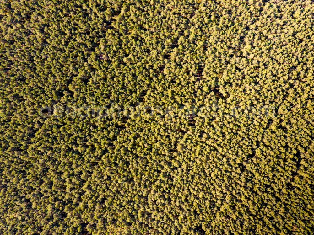 Vertical aerial photograph Grünheide (Mark) - Vertical aerial view from the satellite perspective of the treetops in a wooded area in Gruenheide (Mark) in the state Brandenburg, Germany