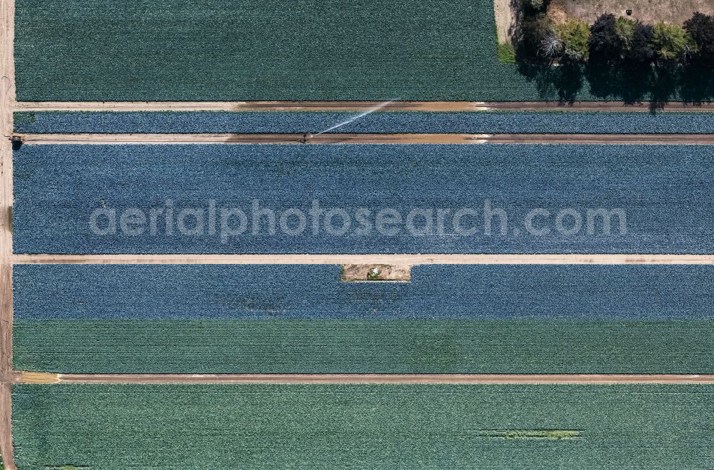 Vertical aerial photograph Lüttelbracht - Vertical aerial view from the satellite perspective of the Colorful bedding rows on a field for flowering Gartenbaubetrieb Platzer GbR in Luettelbracht in the state North Rhine-Westphalia, Germany