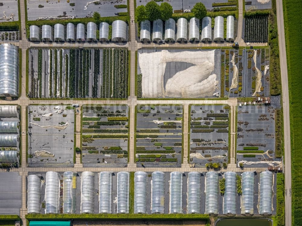 Vertical aerial photograph Heiligenhaus - Vertical aerial view from the satellite perspective of the rows of greenhouses for growing plants in Heiligenhaus at Ruhrgebiet in the state North Rhine-Westphalia, Germany