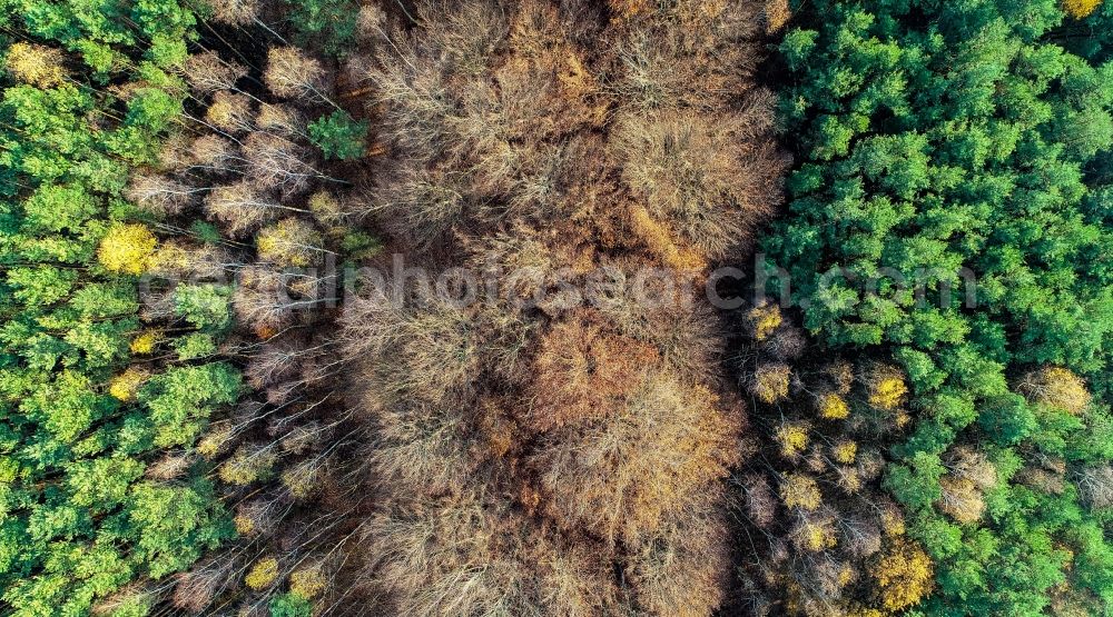 Vertical aerial photograph Sieversdorf - Vertical aerial view from the satellite perspective of the defoliated and bare deciduous and mixed forest tree tops in a wooded area in Sieversdorf in the state Brandenburg, Germany