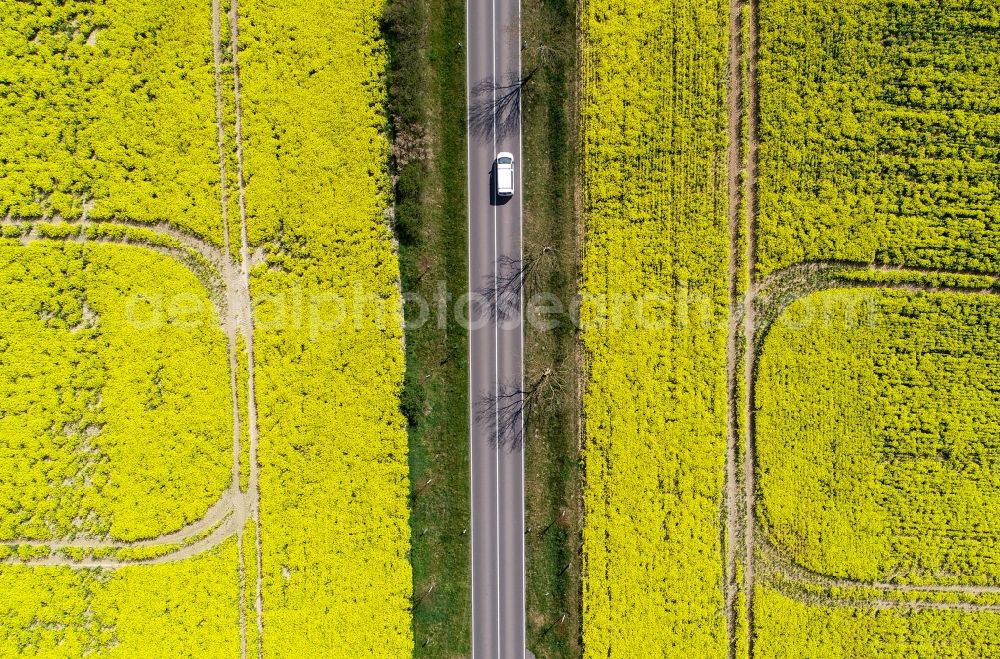 Vertical aerial photograph Falkenhagen (Mark) - Vertical aerial view from the satellite perspective of the field landscape yellow flowering rapeseed flowers in Falkenhagen (Mark) in the state Brandenburg, Germany