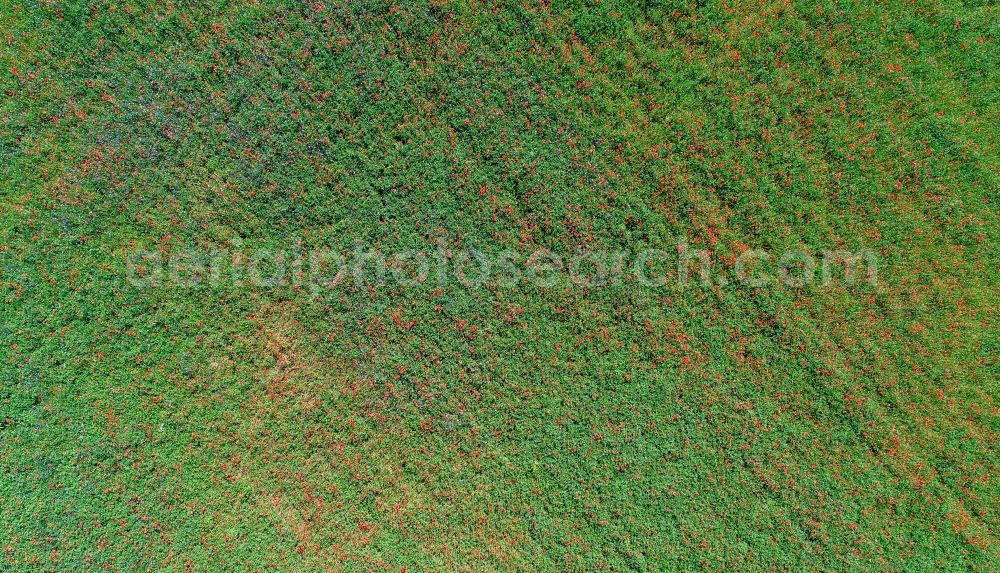 Vertical aerial photograph Jacobsdorf - Vertical aerial view from the satellite perspective of the field landscape of red blooming poppy flowers in Jacobsdorf in the state Brandenburg, Germany