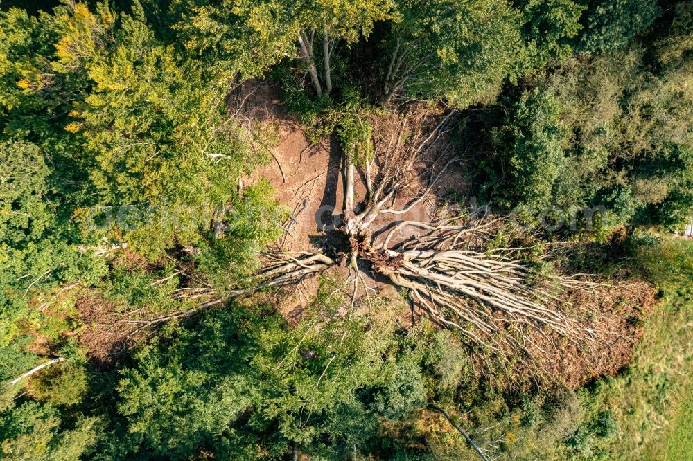 Vertical aerial photograph Schorfheide - Vertical aerial view from the satellite perspective of the forest areas in the Schorfheide in Schorfheide at Schorfheide in the state Brandenburg, Germany