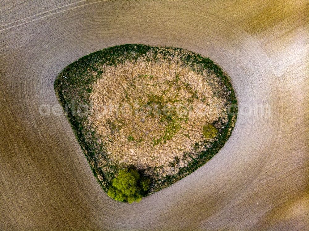 Vertical aerial photograph Parsteinsee - Vertical aerial view from the satellite perspective of the young green-colored grain field structures and rows in a field in Parsteinsee in the state Brandenburg, Germany