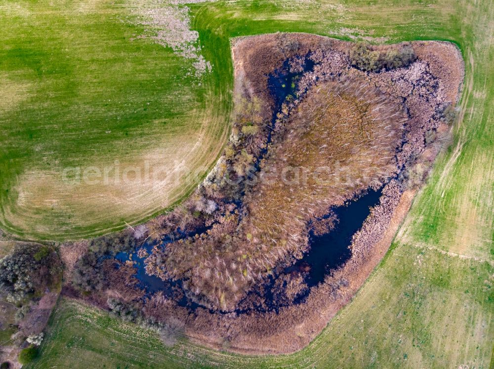 Vertical aerial photograph Angermünde - Vertical aerial view from the satellite perspective of the young green-colored grain field structures and rows in a field in Parsteinsee in the state Brandenburg, Germany