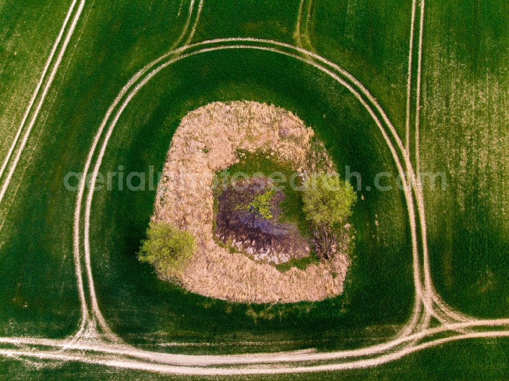 Vertical aerial photograph Parsteinsee - Vertical aerial view from the satellite perspective of the young green-colored grain field structures and rows in a field in Parsteinsee in the state Brandenburg, Germany