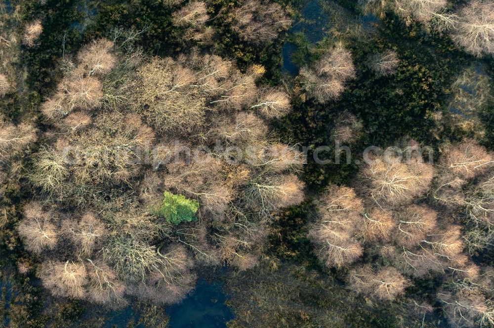 Vertical aerial photograph Vettweiß - Vertical aerial view from the satellite perspective of the Autumnally brightly colored treetops in a forest area in Vettweiss in the state North Rhine-Westphalia, Germany