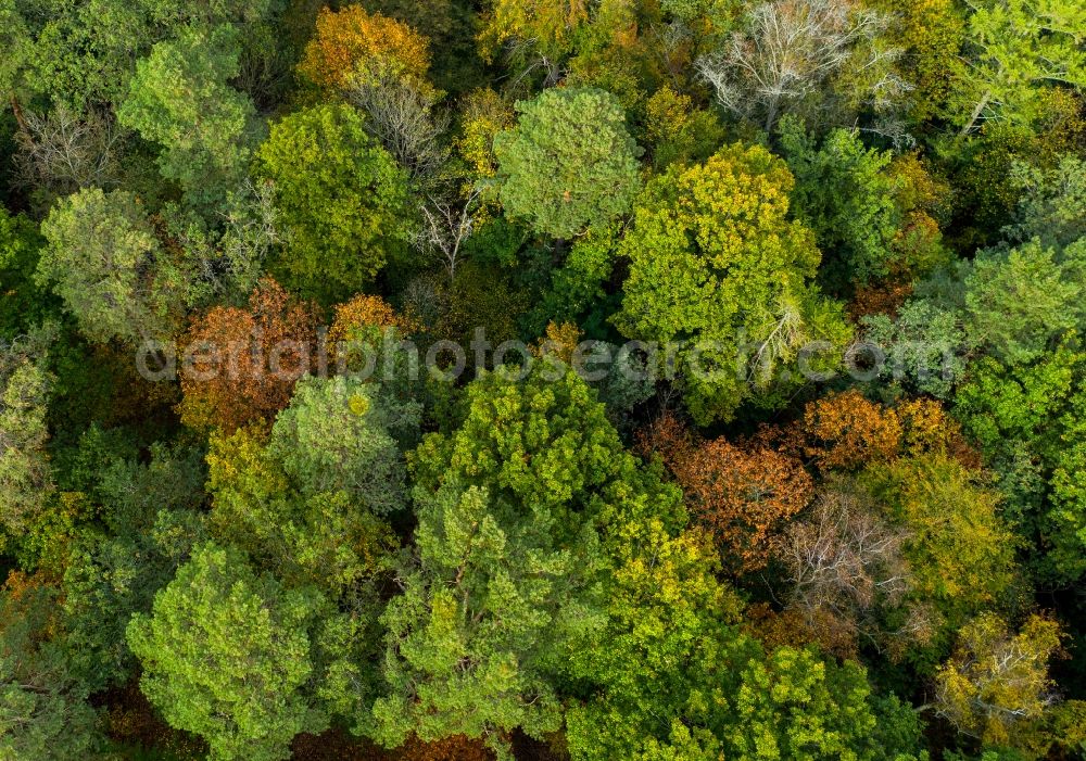 Vertical aerial photograph Beelitz - Vertical aerial view from the satellite perspective of the treetops in a forest area in Beelitz in the state Brandenburg, Germany