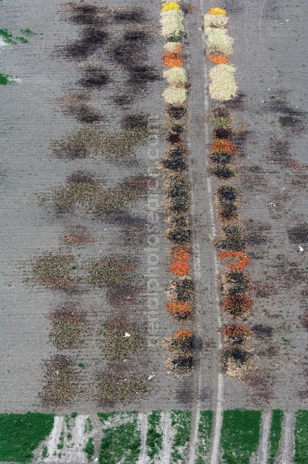 Vertical aerial photograph Rodenkirchen - Vertical aerial view from the satellite perspective of fruit and vegetables are being tipped back to the field for destruction in Rodenkirchen in the state North Rhine-Westphalia, Germany