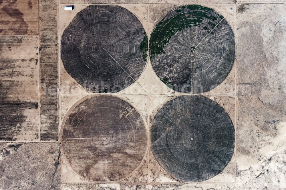 Vertical aerial photograph Dolan Springs - Vertical aerial view from the satellite perspective of the circular round arch of a pivot irrigation system on agricultural fields the desert in Dolan Springs in Arizona, United States of America