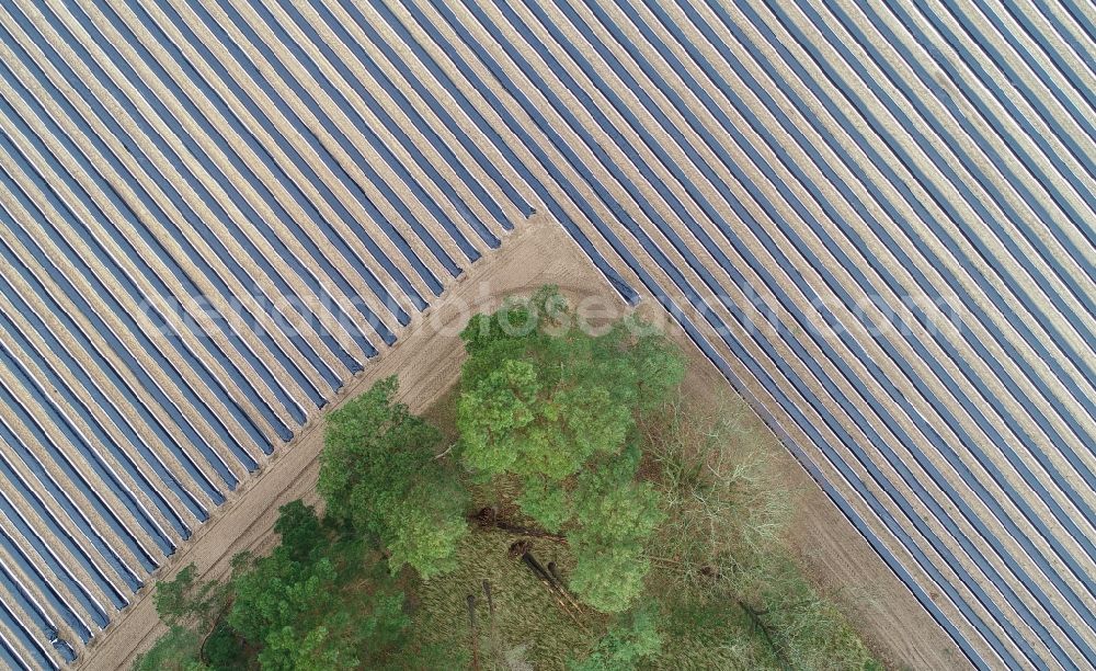 Vertical aerial photograph Beelitz - Vertical aerial view from the satellite perspective of the rows with asparagus growing on field surfaces in Beelitz in the state Brandenburg, Germany