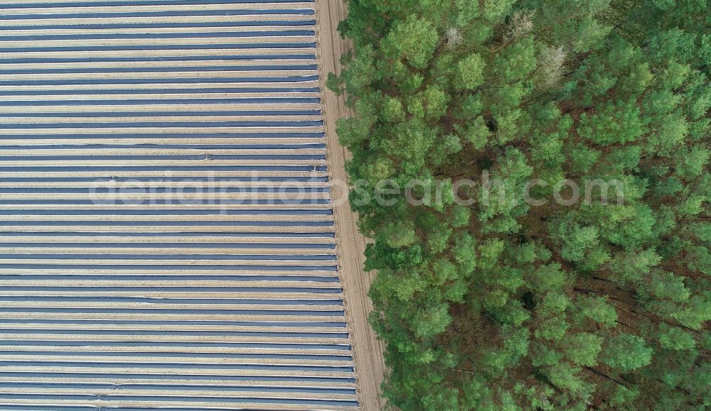 Vertical aerial photograph Beelitz - Vertical aerial view from the satellite perspective of the rows with asparagus growing on field surfaces in Beelitz in the state Brandenburg, Germany