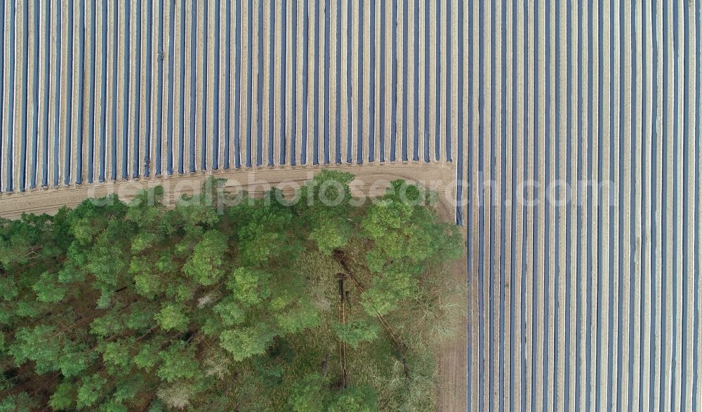 Vertical aerial photograph Beelitz - Vertical aerial view from the satellite perspective of the rows with asparagus growing on field surfaces in Beelitz in the state Brandenburg, Germany