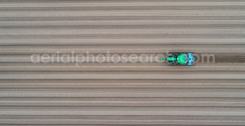 Vertical aerial photograph Dürrenhofe - Vertical aerial view from the satellite perspective of the rows with asparagus growing on field surfaces in Duerrenhofe in the state Brandenburg, Germany