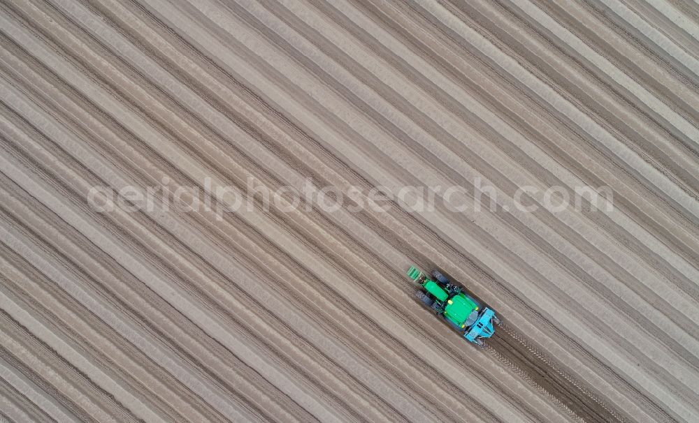 Vertical aerial photograph Dürrenhofe - Vertical aerial view from the satellite perspective of the rows with asparagus growing on field surfaces in Duerrenhofe in the state Brandenburg, Germany