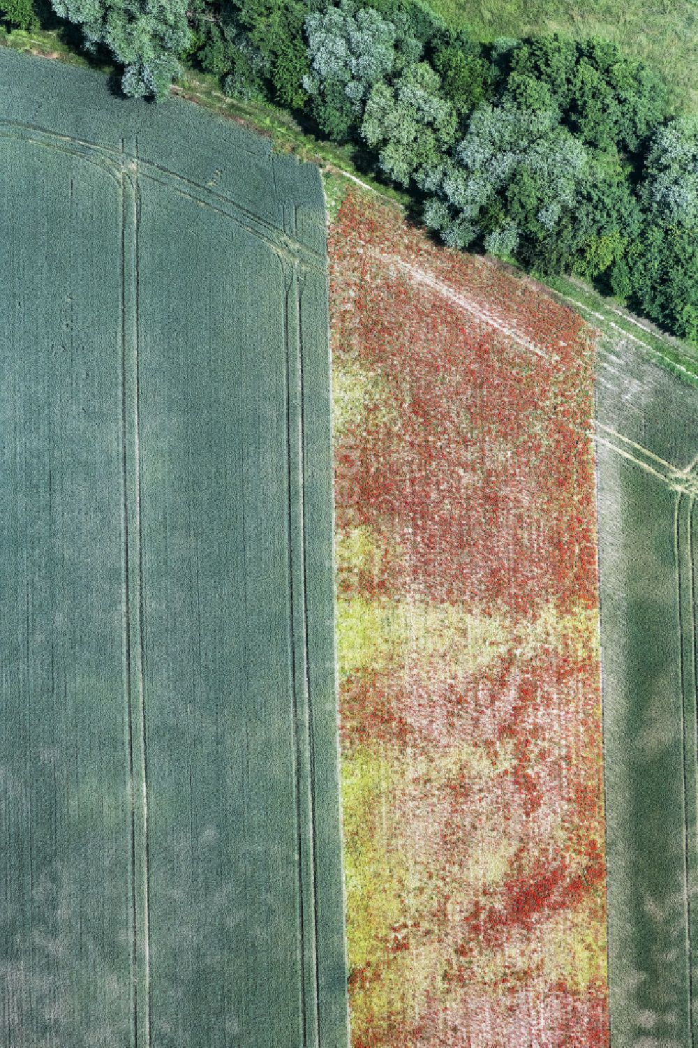 Vertical aerial photograph Erlenbach bei Kandel - Vertical aerial view from the satellite perspective of the structures on agricultural fields in Erlenbach bei Kandel in the state Rhineland-Palatinate, Germany