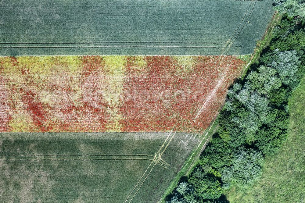 Vertical aerial photograph Erlenbach bei Kandel - Vertical aerial view from the satellite perspective of the structures on agricultural fields in Erlenbach bei Kandel in the state Rhineland-Palatinate, Germany