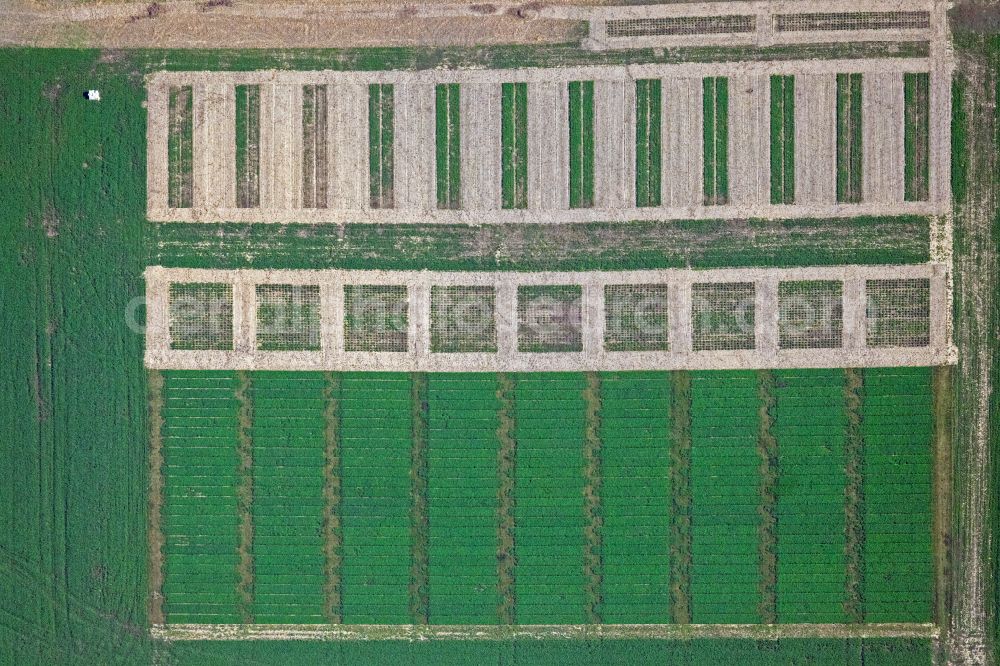 Vertical aerial photograph Insel Poel - Vertical aerial view from the satellite perspective of the structures on agricultural fields auf of Insel Poel at the baltic coast in the state Mecklenburg - Western Pomerania, Germany