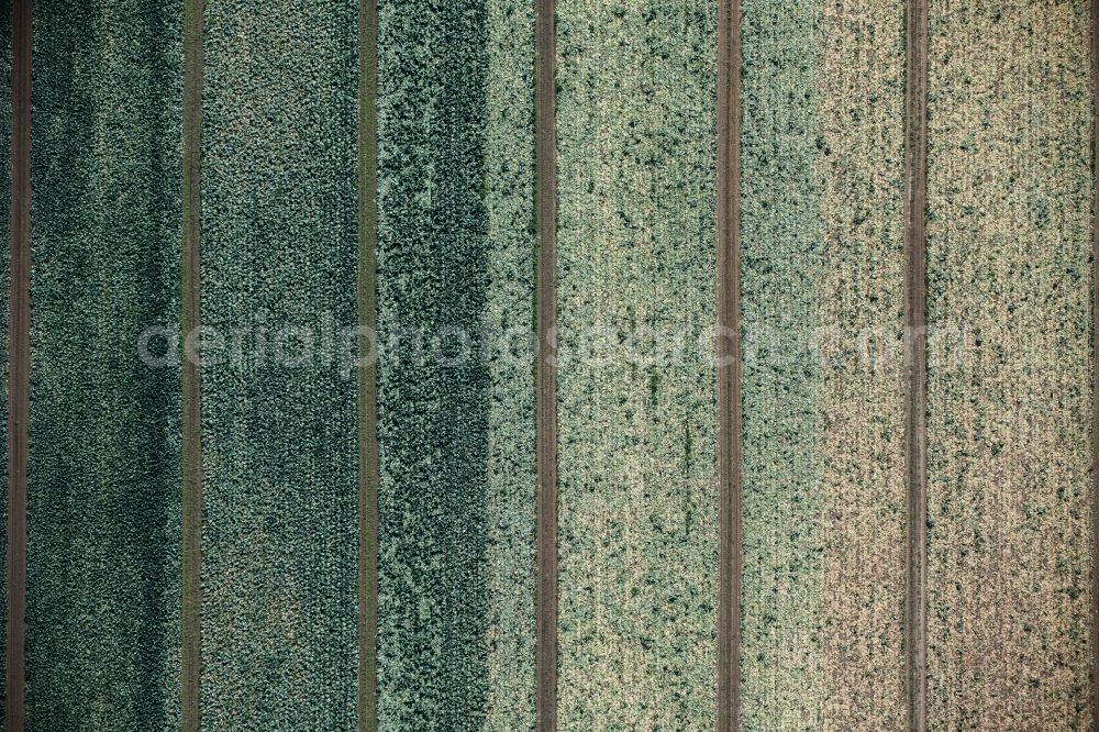 Vertical aerial photograph Rodenkirchen - Vertical aerial view from the satellite perspective of the Structures on agricultural fields in Rodenkirchen in the state North Rhine-Westphalia, Germany