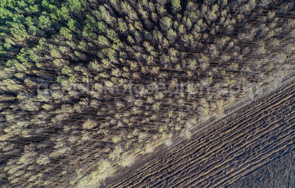 Vertical aerial photograph Klausdorf - Vertical aerial view from the satellite perspective of the damage by the Great Fire - destroyed forest fire tree population in a wooded area - forest terrain in Treuenbrietzen in the state Brandenburg, Germany