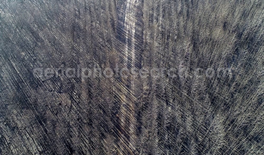 Vertical aerial photograph Klausdorf - Vertical aerial view from the satellite perspective of the damage by the Great Fire - destroyed forest fire tree population in a wooded area - forest terrain in Treuenbrietzen in the state Brandenburg, Germany