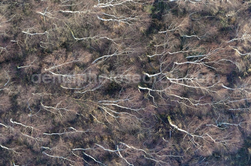 Vertical aerial photograph Kreuzau - Vertical aerial view from the satellite perspective of the Damage by the Great Fire - destroyed forest fire tree population in a wooded area - forest terrain in Vettweiss in the state North Rhine-Westphalia, Germany