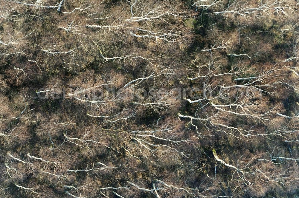 Vertical aerial photograph Vettweiß - Vertical aerial view from the satellite perspective of the Damage by the destroyed forest tree population in a wooded area - forest terrain in Vettweiss in the state North Rhine-Westphalia, Germany, storm damage