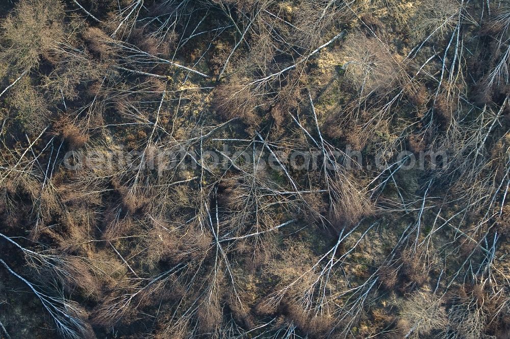 Vertical aerial photograph Vettweiß - Vertical aerial view from the satellite perspective of the Damage by the destroyed forest tree population in a wooded area - forest terrain in Vettweiss in the state North Rhine-Westphalia, Germany, storm damage